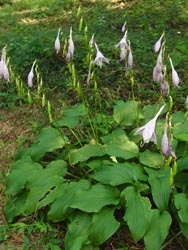 08_0905_koba_gibosi1.jpg