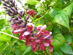 08_0908_kuzu2.jpg