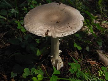 08_0911_kinoko_a3.jpg