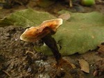 08_0911_kinoko_b2.jpg
