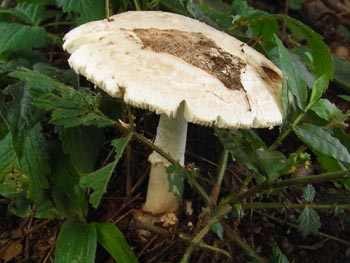08_0911_siro.jpg
