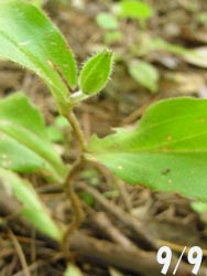 08_0914_yamajino_h.jpg