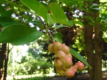 08_0915_kobusi1.jpg