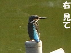 08_0917_kawasemi09.jpg