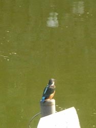 08_0917_kawasemi11.jpg