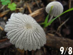 08_0918_kinoko07.jpg