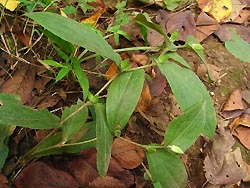 08_0920_yamajino_h1.jpg
