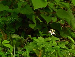 08_0920_yamajino_h3.jpg