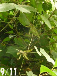 08_0921_kuzu.jpg