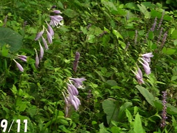 08_0921_yaburan2.jpg