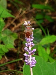 08_0921_yaburan3.jpg