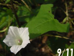 08_0922_mame_a1.jpg