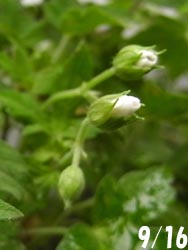 08_0924_gen_shoko3.jpg