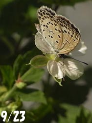 08_0924_gen_shoko6.jpg