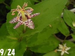 08_0924_yamajino_h4.jpg