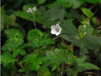 08_0927_gen_shoko6.jpg
