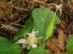 08_0928_yamajino_h_s8.jpg
