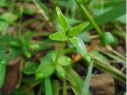 08_0929_akane2.jpg