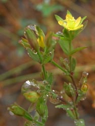 08_1001_koke_oto1.jpg