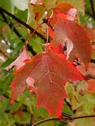 08_1002_a_hananoki1.jpg