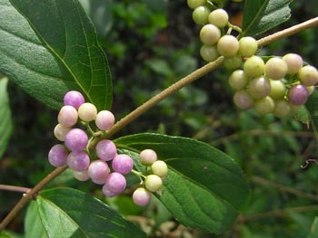 08_1003_komurasaki2.jpg