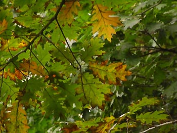 08_1012_red_oak2.jpg