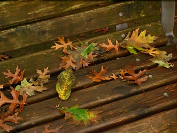 08_1012_red_oak3.jpg