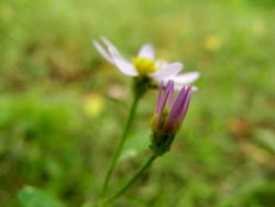 08_1013_nokon_giku1.jpg