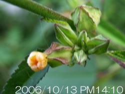 08_1016_a_kingojika4.jpg
