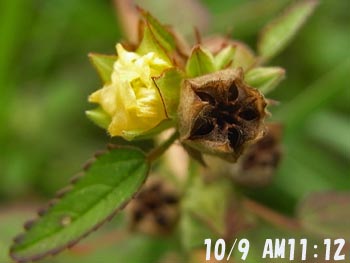 08_1016_a_kingojika9.jpg