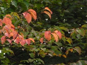 08_1017_kibusi4.jpg