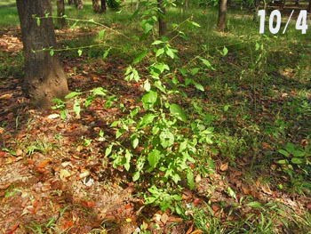 08_1018_yakusi_so02.jpg