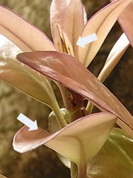 08_1026_motinoki2.jpg