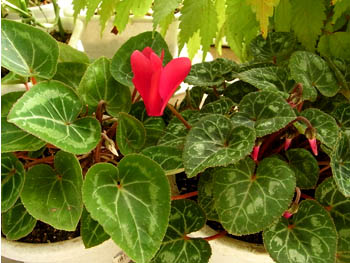 08_1027_cyclamen.jpg