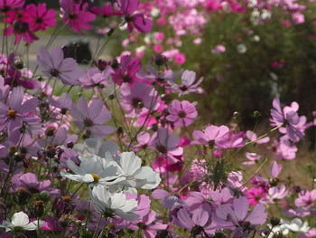 08_1029_cosmos3.jpg