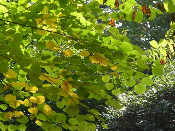 08_1030_katura1.jpg