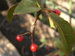 08_1101_yabukoji.jpg