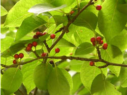 08_1104_aohada2.jpg