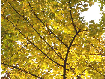 08_1106_icho.jpg