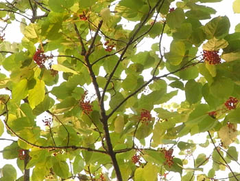 08_1106_iigiri.jpg