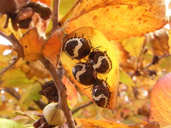 08_1106_natutubaki.jpg
