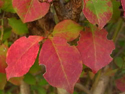 08_1106_nisikigi.jpg