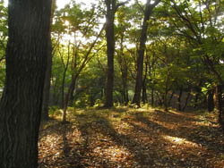 08_1109_forest.jpg