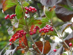 08_1109_gamazmi2.jpg