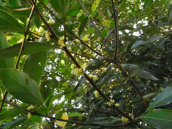 08_1110_sirodamo2.jpg