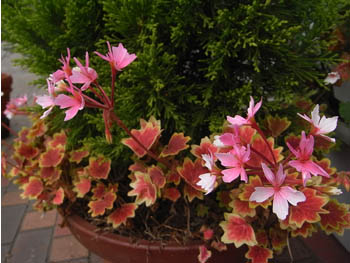 08_1112_geranium.jpg