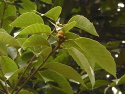 08_1115_arakasi1.jpg