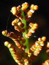 08_1122_o_hanawarabi7.jpg