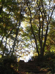 08_1128_zokibayasi01.jpg