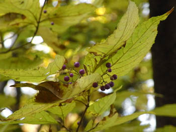 08_1129_murasaki_s2.jpg
